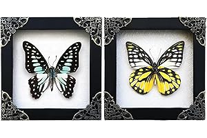 VINATIMES Pack of 2 Real Framed Butterflies Handmade Shadow Box Insect Wood Frame Unique Taxidermy Taxadermy Collectables Tabletop Wall Art Decoration Artwork Living Reading Gallery Bedroom Decor K12-10TR11TR