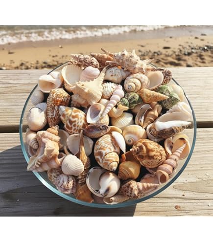 Buy Avalon MIXED SEA SHELLS Collectable Small Seashell Mixes