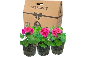VERDANT LIVING Geranium Plants Live for Planting - 3 Large 1ltr Pot Size Garden Ready, Well Rooted, Established Pot Bedding. Add Flower Colour to Containers, Baskets, Patio & Beds. Calliope Red Splash
