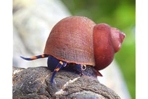 NatureHolic Blue Berry Snail Notopala sp. 3 Stück - Aquarium Schnecken lebend - Algenfresser Rarität Schnecke - Natürliche Aquarien Reinigung- Für Nanoaquarien geeignet