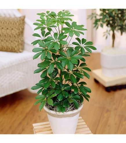 zimmerpflanzen verschicken geschenk Mini-Ginkgobaum (Geschenk) kaufen main image 0