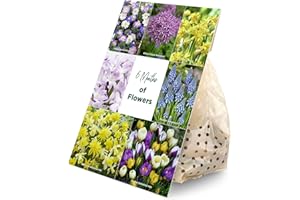 Bloomique - Mélange de 100 Fleurs - 6 Mois - Mélange de Couleurs - Mélange de 7 Variétés - Bulbes à Fleurs - Floraison Printemps - Plantes Vivaces - Pousse de 5 à 90 cm