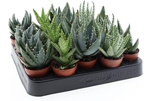 Blumen-Senf 5 stycken blandade aloe vera-växter 10-12 cm kaktusar och suckulenter inomhusväxt