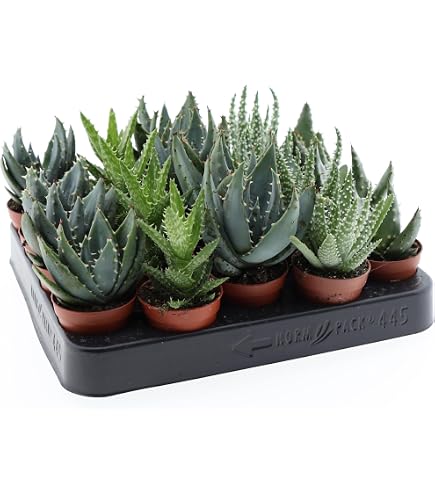 Stk - 10x Aloe plicatilis - Fcher Aloe Strauch Aloe Garten Pflanzen -  Samen ID1668 - Seeds & Plants Shop by Ipsa : Amazon.de: Garten
