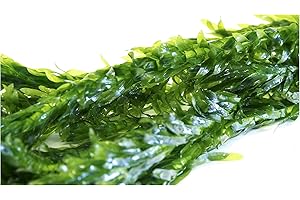 ELODEA CRISPA 5 Lead Weighted Bunches of Elodea densa replacement Oxygenating Pond Plant