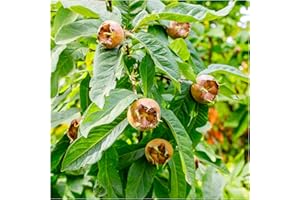 Medlar 'Nottingham' 4-5ft Tree, Ready to Fruit.Self-Fertile,Good for Jam 3fatpigs®