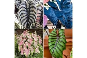 MHTSNW Oreja de elefante bulbos,Colocasia plantas,bulbos de alocasia,elefante orejas Bulbos,bulbo oreja de elefante,natural colocasia,elefante planta,Plantas de interior y exterior.-8bulbos-greenD