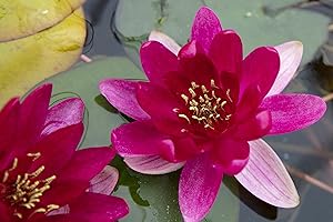 LINCOLNSHIRE POND PLANTS LTD Dwarf Potted water lily - Live Water Plant Aquatic Pond Lake Marginal - Patio Pond (Laydekeri Fulgens)