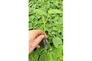 ROOT SOURCE Bean Plug Plants "Grow Your Own" Fruit from Our Premium Quality 'Ready to Plant Now' Young Vegetable Plants Pick from Broad, Runner, French Climbing Beans & Mixed Pack Available (3, French Dwarf)