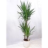 Yucca elephantipes 3er Tuff mit dicken Stämmen 140 cm/Zimmerpflanze Palme / echte Pflanze