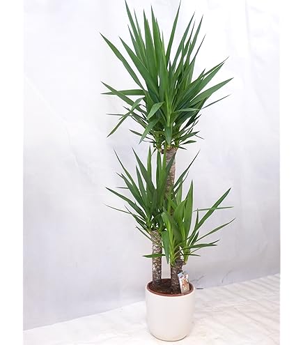 Duftender Drachenbaum 'Hawaiian Sunshine', Topf- 24 cm, H: ca. 90 cm :  Amazon.de: Garten