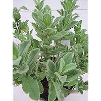 Cistus pulverulentus - Zistrose pulverulentus