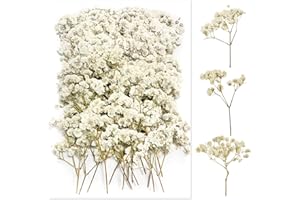 DOG'S BOOTY 100 Stück Mehr Blütenknospen Schleierkraut Getrocknet Schleierkraut Getrocknet Weiß Trockenblumen Schleierkraut Gepresste Blumen Schleierkraut Getrocknete Blumen Trockenblumen für DIY Harz Schmuck