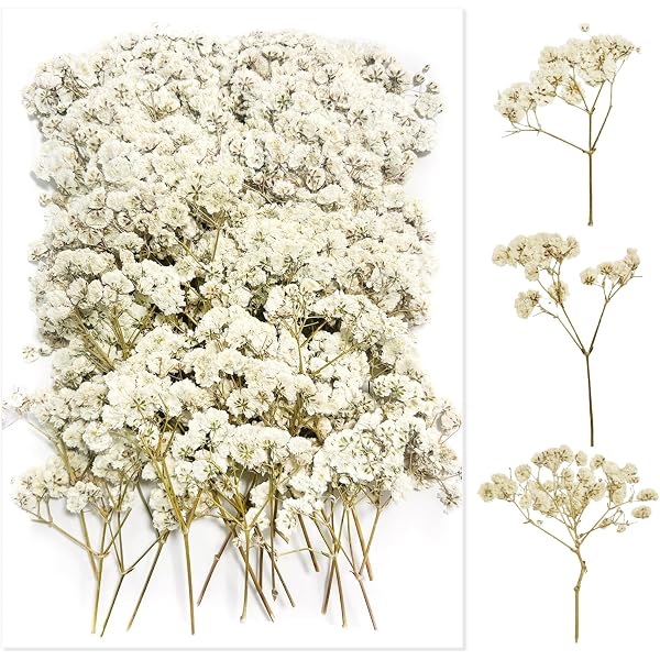 100 Pièces Gypsophile Séché(Blanc) Gypsophile Fleurs Séchées Bouquet Fleurs Séchées Fleur Sechees Decoration Fleurs Sechees Naturelles Fleurs Sechees pour Bricolage Bougie Résine Nail Art Bijoux