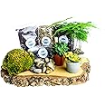 Terrarium Starter Kit Small for Closed Jar Terrariums. Gardening Set includes 3 Plants, Moss, Soil, Gravel Activated Charcoal, Step-by-Step Guide. Great Gift idea for Women and Men