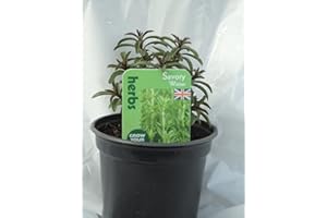 COUNTRY CLIMBERS & GARDEN FAVOURITES Winter Savory Evergreen herb Plant 9cm Pot