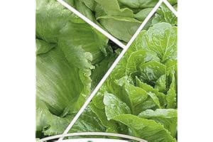 WegAna lechuga variedades mixtas cinta de semillas verde 6m semillas, semillas de hortalizas semillas de propagación para el cultivo de lechuga de jardín de efecto invernadero durante todo el año