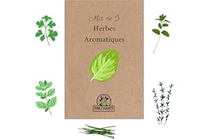 TERRE D'AUGUSTE LA TERRE DU PATRIARCHE DEPUIS 1920 Terre D'AUGUSTE - Kit de graines de 5 Herbes Aromatiques Bio : Basilic, Thym, Menthe, Ciboulette et Persil - Prêt à Planter pour Jardinage Écologique sur Balcon ou Intérieur - Un Cadeau Pratique.