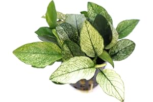 Dennerle - Anubias nana Pinto