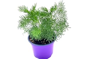 Florapartner Cola Kraut Artemisia abrotanum var. maritima Kräuter Pflanzen 2Stk.