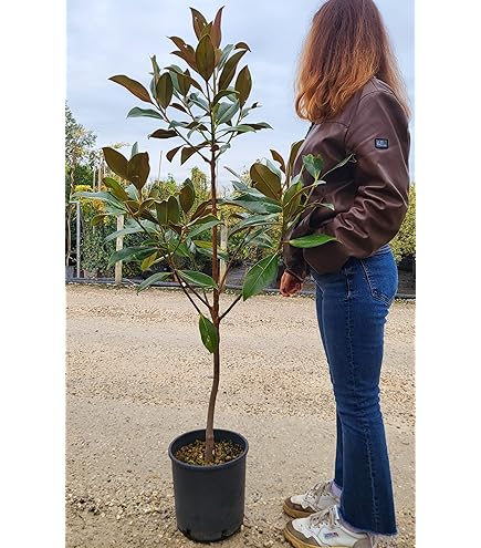 Bambusa Spectabilis - Bambù Vero Da Esterno, Vaso Ø24cm, H 170-200cm - Foto 9