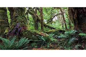 MIRRORANG 180x61cm Foresta Tropicale Terrario Sfondo Verde Enorme Albero Rettile Habitat Sfondo Foresta pluviale Acquario Sfondo Vinile Sfondo