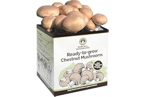 Merryhill Mushrooms - Fresh Chestnut Mushroom Growing Kit | Gardening Gifts for Women, Men & Kids | Grow Your Own Kits | Easy & Delicious to Eat | Mushroom Gifts (One Chestnut Mushroom Grow Kit)