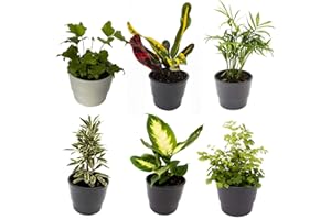 6 Indoor House Plants in 9cm Pots, Mix of Real Plants for Indoors. Ideal Live Plants for Your Home to Grow in Your bedrooms, bathrooms, Kitchens and Living Rooms. from Newlands