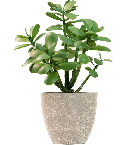Pianta Artificiale Pilea Peperomioides 'Sybil' In Vaso Di Terracotta - Altezza 20 Cm, Finta Pianta Delle Monete, Verde, UV Protect - 2