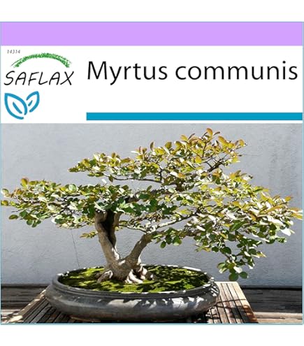 Cedrus brevifolia - Ceder , Libanonceder | Bloemenpark