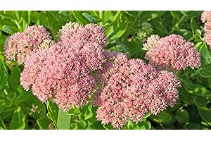 DIXIS SAMEN Fetthenne, Wildform Sedum telephium 100 Samen