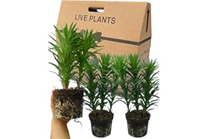 VERDANT LIVING Lily Plants Outdoor Garden Ready - Grown in Large 1Ltr Pots, 3 Lilies Per Pot. Colourful Ornamental Asiatic Orange, Red & Yellow Flowers. Perfect as a Centrepiece in Baskets, Tubs & Patio Pots.