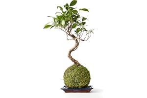 Tranquil Plants | Ficus Ginseng Kokedama (Green Moss Ball) for Bedroom Office Desk Decor | Home Decor Bonsai Tree Indoor Plant | Gardening Gifts 10 Years (Plant with Tray)