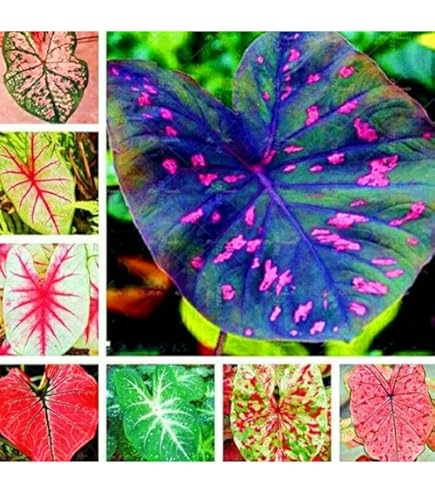 3 Elefantenohr Knollen - Winterharte Alocasia Pflanze Für Garten & Balkon