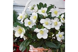 GARDENERSDREAM Helleborus Niger | Christmas Rose | Hardy Perennial Garden Plant | Plants Outdoor Garden Ready for Bedding, Borders, Containers (9cm Pot, 10-20cm)