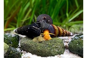 NatureHolic Bunter Tylomelania Mix 3 Stück - Aquarium Schnecken lebend - Orangene Felsenschnecke Gelbe Perlhuhnschnecke Sulawesi Schnecken - Natürliche Aquarien Reinigung