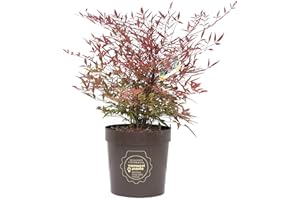 Nandina domestica, Pianta vera in vaso Vannucci Piante, Pianta da terrazzo (cod.22) (1x)