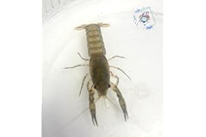Topbilliger Tiere Texanischer Zwergflusskrebs - Cambarellus texanus 1x