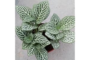 Haloppe 100 Pcs Fittonia Plantes Graines pour La Maison Jardin Plantation, Fittonia Graines Décor À La Maison Intérieur Semis Plantation De Semis pour Jardin A