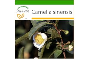SAFLAX - Pianta del tè - 6 semi - Con substrato - Camelia sinensis
