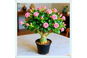 KVHSVB Resistente a la sequía y fácil de cultivar, una maceta de Rosa del Desierto puede embellecer el balcón.-1bulbos-E