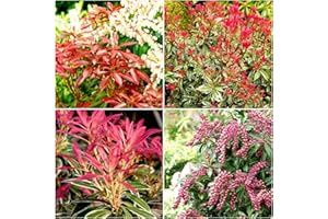 GROWON SHRUBS [x4] Pieris Japonica Collection | Variety-Pack | Evergreen Shrubs | Pot Plants
