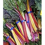 Seedeo® Mangold Tre Colori (Beta vulgaris L. var. vulgaris) 50 Samen BIO