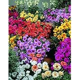 Semi Portulaca Portulaca Extra Mix 50 Multi Semi pellet perenni