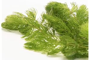 PondPlantsUK Floating Plants 2 Large Bunches Hornwort Fast Growing Aquarium Plant x 10 Strands