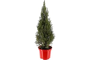 LONGACRES Picea Glauca Perfecta Christmas Tree - 5L Pot (Live Plants)