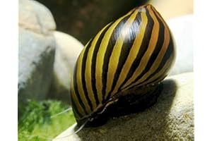 SEGMINISMART Garnelen Schnecken Mix - Algenfresser - Aquarium Schnecken - Algenvernichter Aquarium Algenbekämpfung, Menge:6 STK.