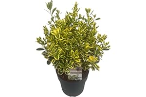 DECOALIVE Euonymus Aureus Variegata Planta Natural de Exterior con Hojas Amarillo-Verde y Resistente
