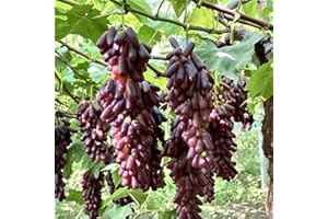 CXXFGFT Hardy Perennial,Grape Plants UK, Excellent Display, Grape Vines Suitable for Growing in English Gardens