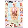 HPM05 | TeachingNest | Digestive System Chart 70x100 cm | English & Hindi Combined | Human Physiology Chart | Laminated | Wall Sticking teachingnest and Human Physiology Charts